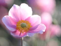 Zbliżenie, Różowy, Zawilec japoński, Kwiat